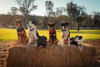 Sky seeks Kiwi farmers for new <I>Muster Dogs NZ</I> series